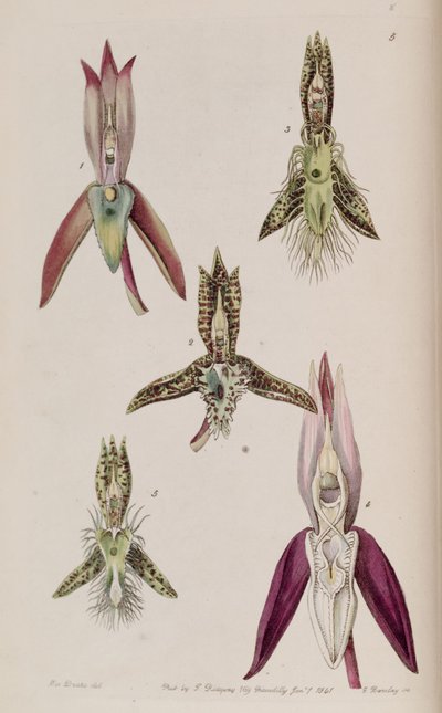 Illustration of I. Catasetum callosum II. Catasetum cristatum (as syn. Catasetum cornutum) III. Catasetum barbatum IV. Catasetum laminatum V. Catasetum lanciferum by Miss Drake